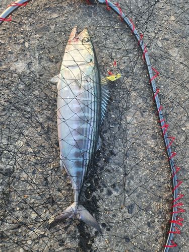 ハガツオの釣果