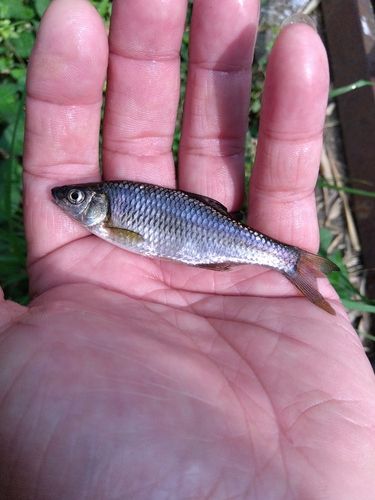 マタナゴの釣果