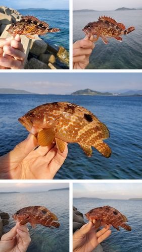 キジハタの釣果
