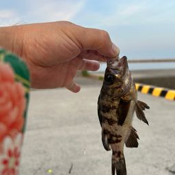 アカメバル