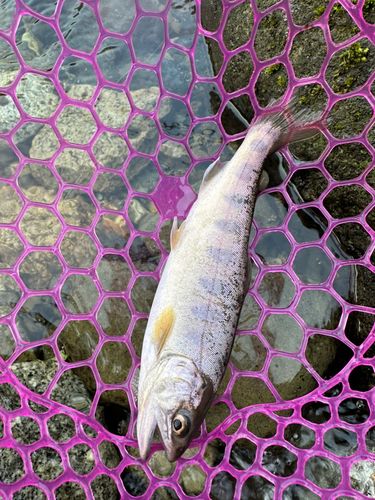 ヤマメの釣果