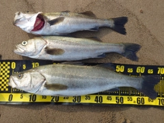 シーバスの釣果