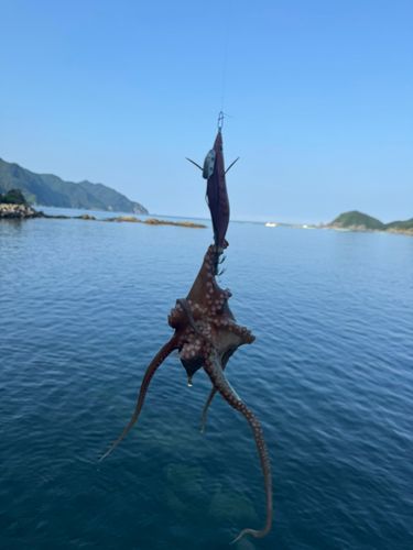 タコの釣果