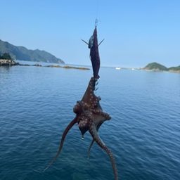 タコ
