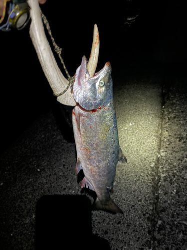 サクラマスの釣果