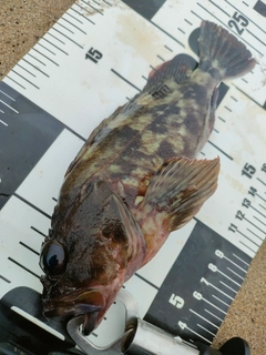 カサゴの釣果