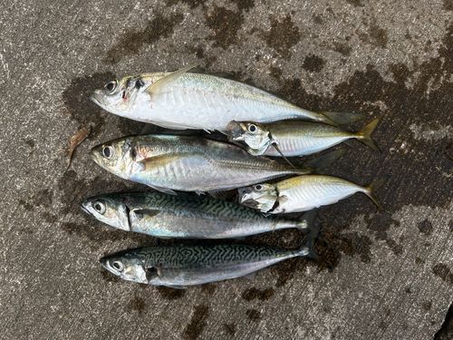 サバの釣果