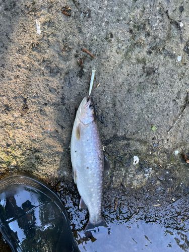 アメマスの釣果