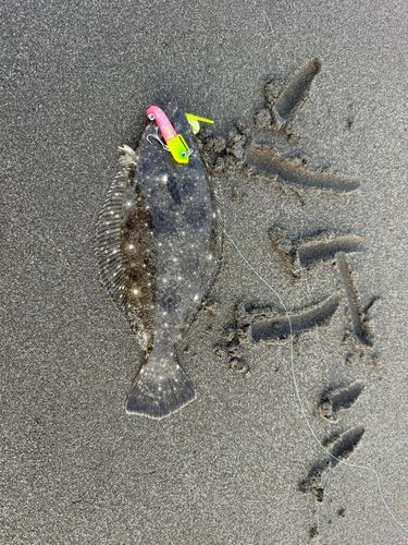 ソゲの釣果
