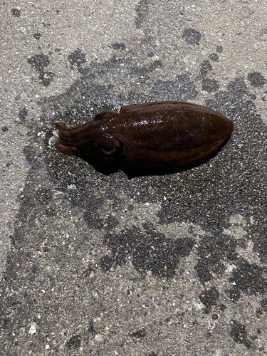 コウイカの釣果
