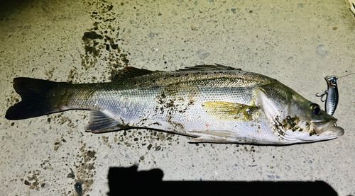 シーバスの釣果