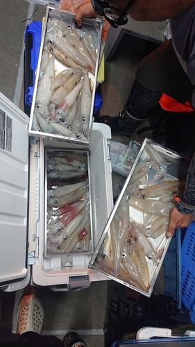 シロイカの釣果