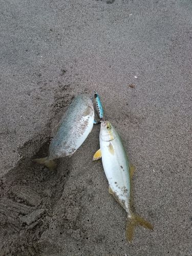 ショゴの釣果
