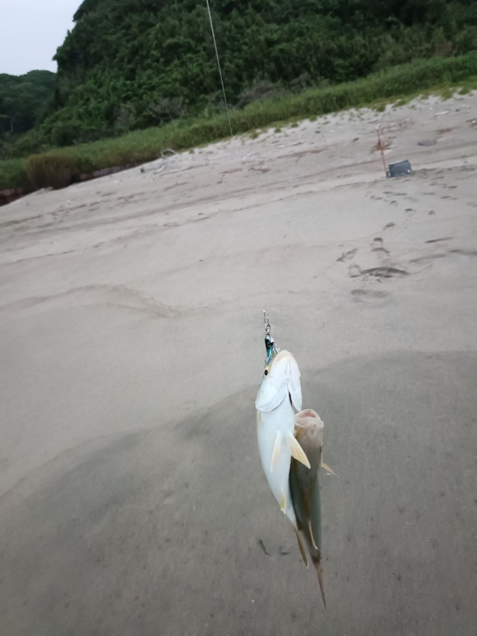 ショゴ