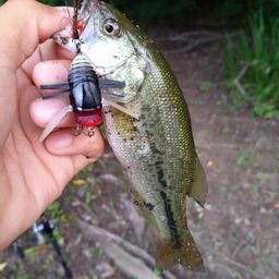 ラージマウスバス