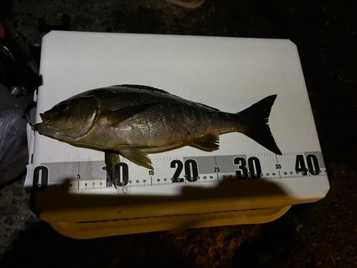 イサキの釣果