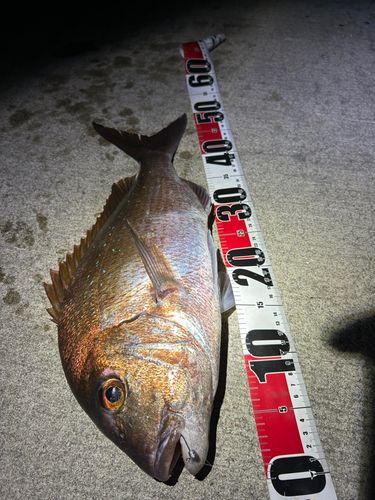 マダイの釣果