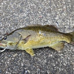 スモールマウスバス