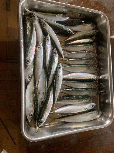 サバの釣果