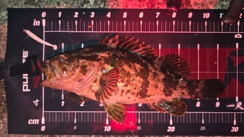 タケノコメバルの釣果