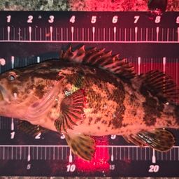 タケノコメバル