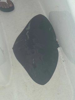 ツバクロエイの釣果