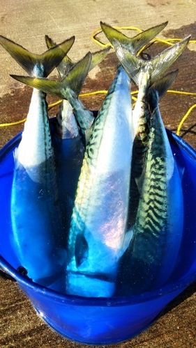 サバの釣果