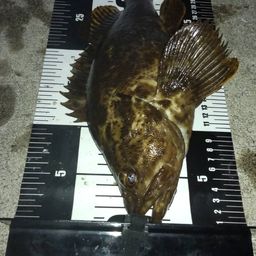 ベッコウゾイ