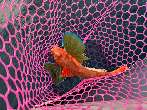 ホウボウの釣果