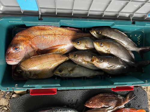 メイチダイの釣果