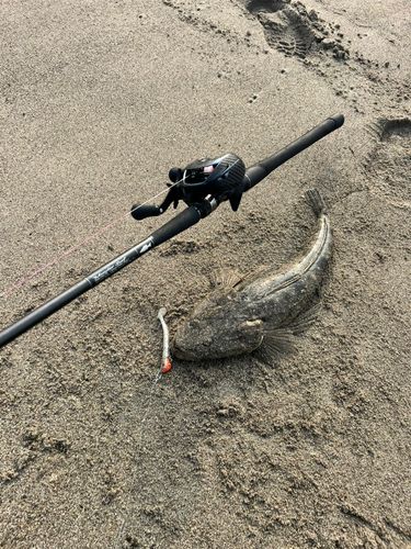 マゴチの釣果