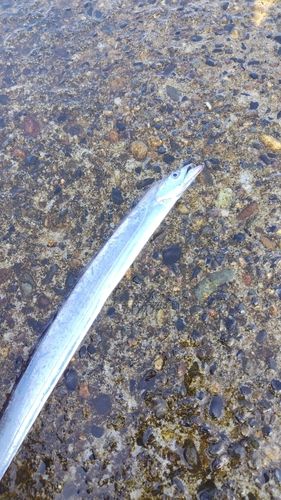 タチウオの釣果