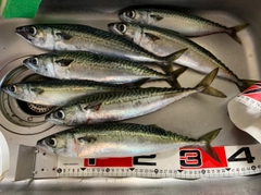サバの釣果