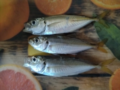 アジの釣果