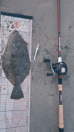 ヒラメの釣果