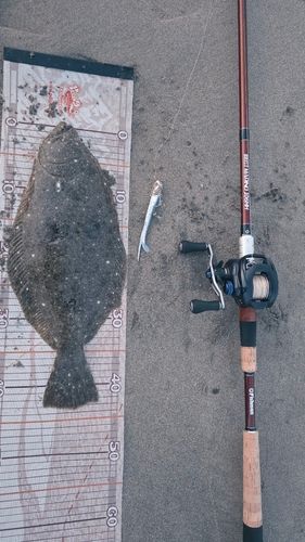 ヒラメの釣果
