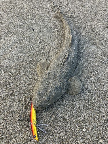 マゴチの釣果