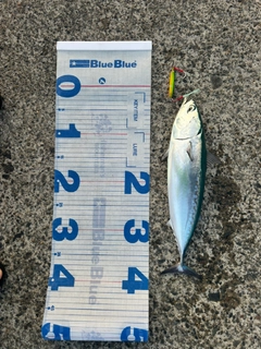 ソウダガツオの釣果