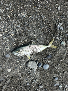 ワカシの釣果