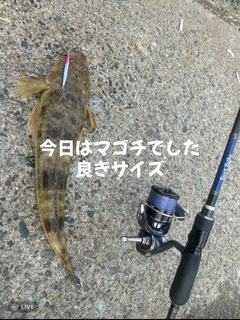 マゴチの釣果