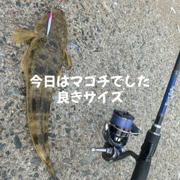 マゴチ