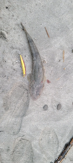 マゴチの釣果