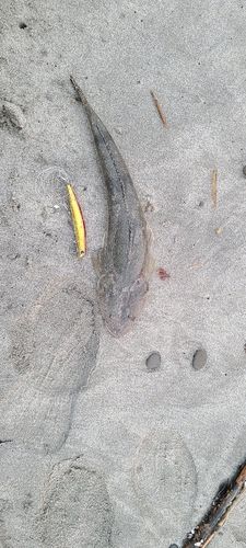 マゴチの釣果