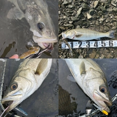 シーバスの釣果