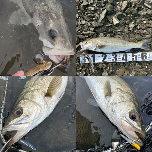 シーバスの釣果