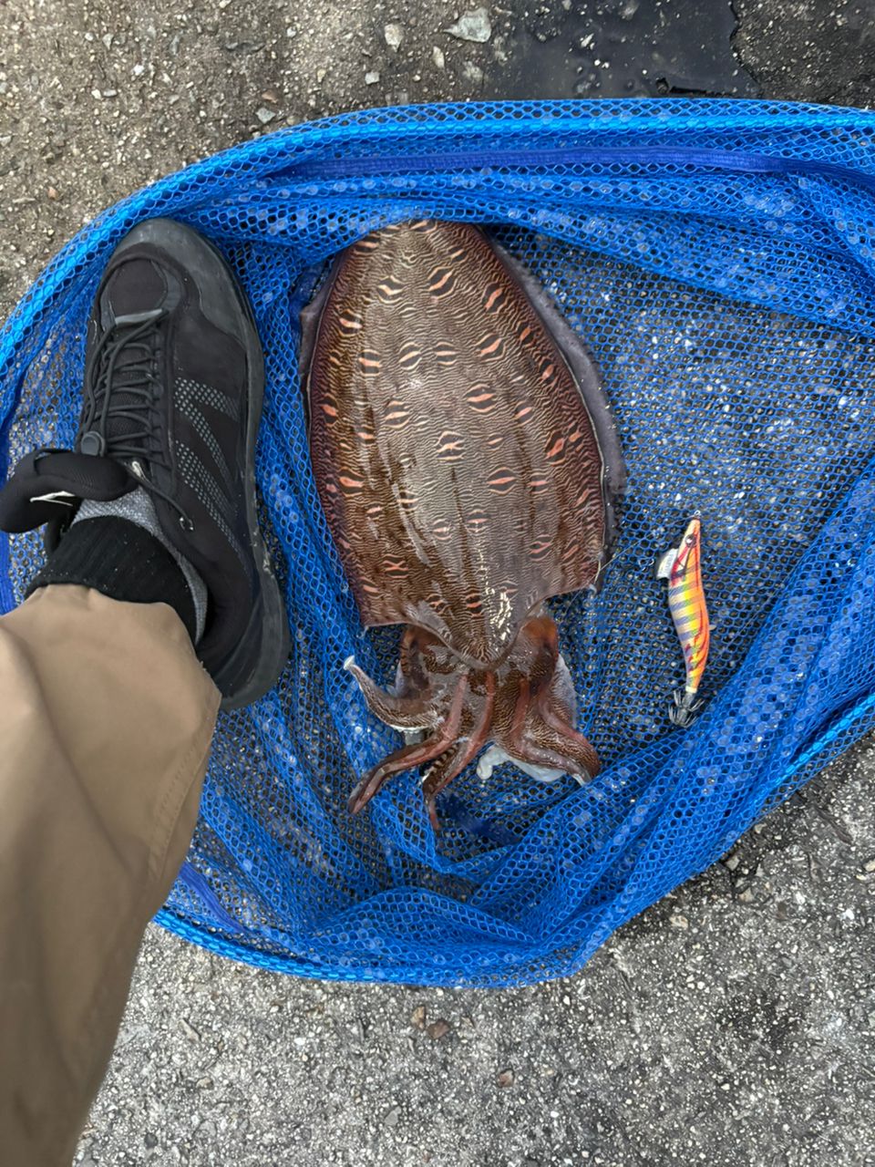 コウイカ