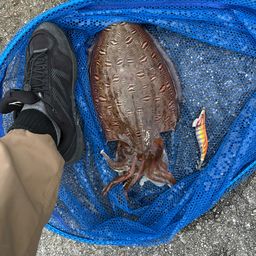 コウイカ