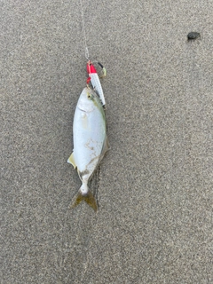 ショゴの釣果
