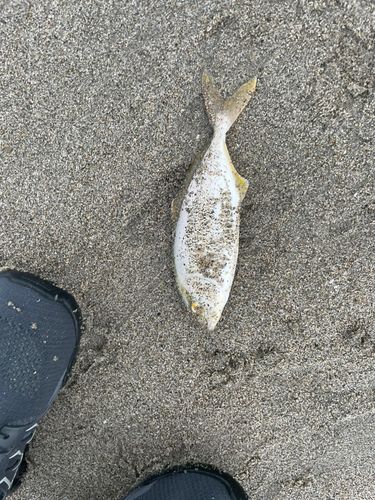 ショゴの釣果