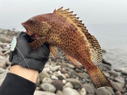 オオモンハタの釣果